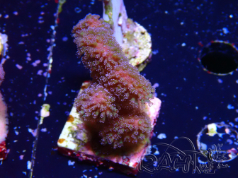WYSIWYG - Stylophora Pink and Green Bush 1G1