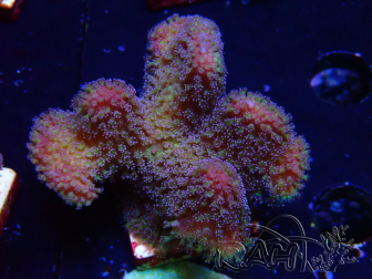 WYSIWYG - Stylophora Pink and Green Bush 1G3