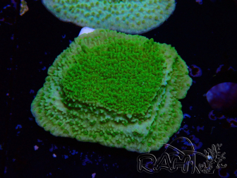 WYSIWYG Montipora Plateaugelb/grün