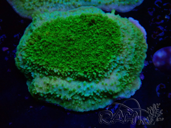 WYSIWYG Montipora-Plateau Gelb/Grün