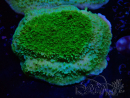 WYSIWYG Yellow/Green Montipora Plateau