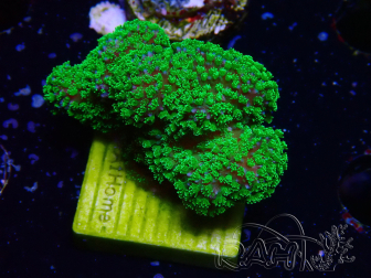 WYSIWYG Stylophora Rose fluoreszierende grüne Polypen