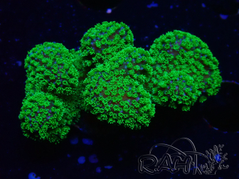 WYSIWYG Stylophora Rose polypes vert fluo 1H2