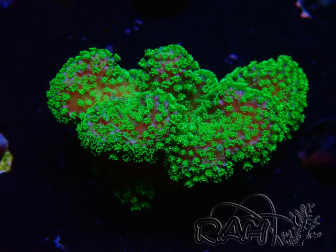 WYSIWYG Stylophora Rose fluoreszierend grüne Polypen