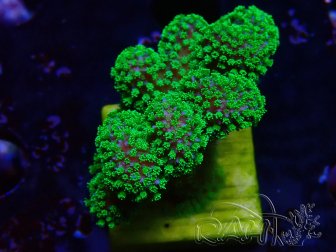 WYSIWYG Stylophora Rose with fluorescent green polyps