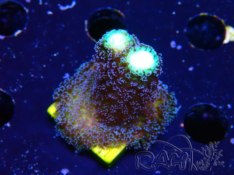 WYSIWYG Stylophora milka 1I2
