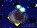 WYSIWYG Stylophora milka