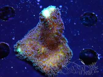 WYSIWYG Stylophora milka