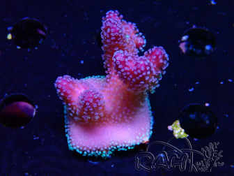 WYSIWYG Stylophora Pink Blue Polyps 1J4