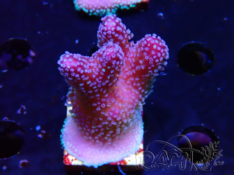 WYSIWYG Stylophora Pink Blue Polyps 1J5
