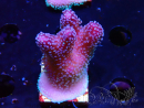 WYSIWYG Stylophora Pink Blue Polyps