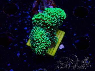 WYSIWYG Stylophora Green Fluo 1K1