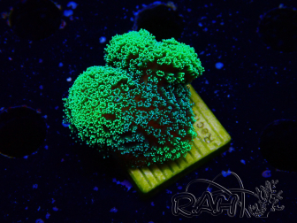 WYSIWYG Stylophora Green Fluo