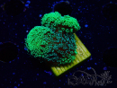 WYSIWYG Stylophora Green Fluo
