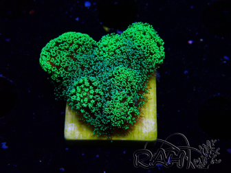 WYSIWYG Stylophora Green Fluo