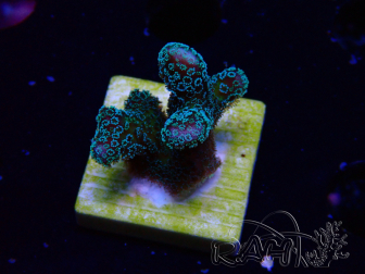 WYSIWYG RAH Stylophora Metallic Blue 1K4
