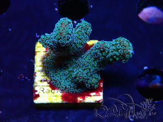 WYSIWYG RAH Stylophora Metallic Blue