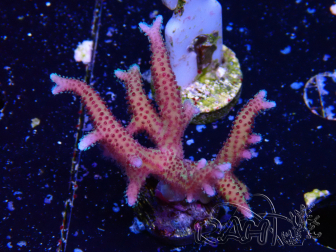 WYSIWYG Seriatopora caliendrum Pink