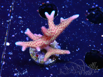 WYSIWYG Seriatopora caliendrum Pink