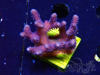WYSIWYG Stylophora Purple Thin Branch 1M4