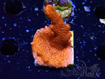 WYSIWYG montipora  rouge pousse rouge 1P1