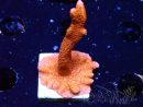 WYSIWYG Montipora rot wächst rot