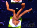 WYSIWYG Montipora  rouge pousse rouge