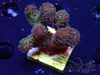 WYSIWYG Stylophora Pinkish