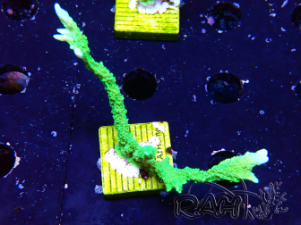 WYSIWYG Montipora stellata 1S4