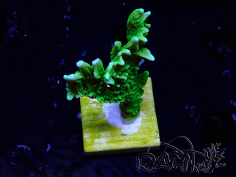 WYSIWYG Montipora stellata