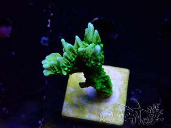 WYSIWYG Montipora stellata 1S6