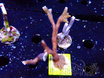 WYSIWYG Montipora Polype Violet 1U1