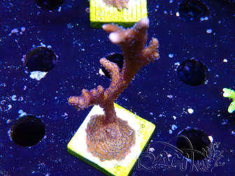 WYSIWYG Montipora Polype Violet
