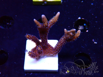 WYSIWYG Montipora Polype Violet