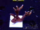 WYSIWYG Montipora Polype Violet