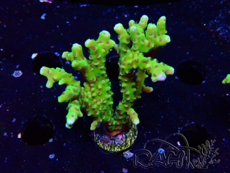 WYSIWYG - BR Grüner Goblin Anacropora