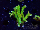 WYSIWYG - BR Green Goblin Anacropora