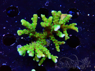 WYSIWYG - BR Green Goblin Anacropora