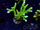WYSIWYG - BR Green Goblin Anacropora