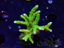 WYSIWYG - BR Green Goblin Anacropora