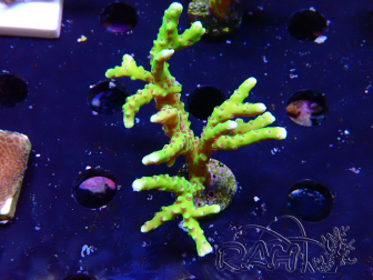 WYSIWYG - BR Green Goblin Anacropora