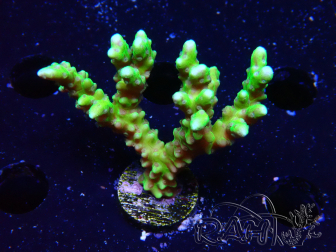 WYSIWYG - AK Goldenrod Anacropora