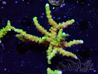 WYSIWYG - AK Goldenrod Anacropora