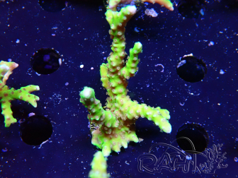 WYSIWYG - AK Goldenrod Anacropora 1W3