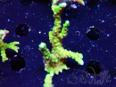 WYSIWYG - AK Goldenrod Anacropora 1W3
