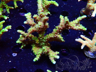 WYSIWYG - AK Goldenrod Anacropora 1W4