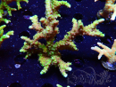 WYSIWYG - AK Goldenrod Anacropora