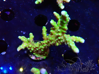WYSIWYG - AK Goldenrod Anacropora