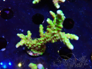 WYSIWYG - AK Goldenrod Anacropora
