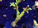WYSIWYG - AK Goldenrod Anacropora 1W6